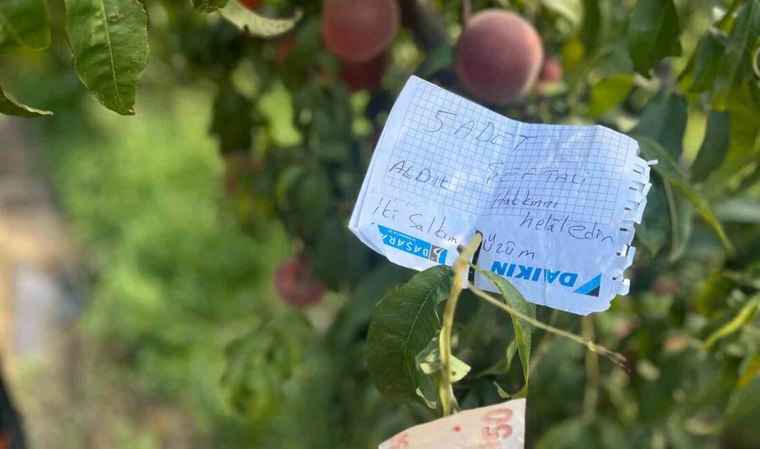 BURSA'DA ŞEFTALİ AĞACINA ASILI BULUNAN "5 ADET ŞEFTALİ VE 2