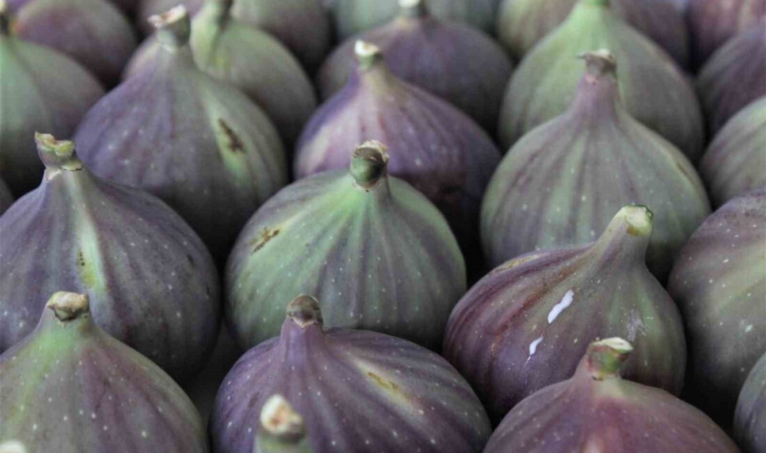 MASTERCHEF TÜRKİYE'DE, BURSA SİYAH İNCİRİ İLE YAPILAN FARKLI TATLARLA ŞEFLERİN