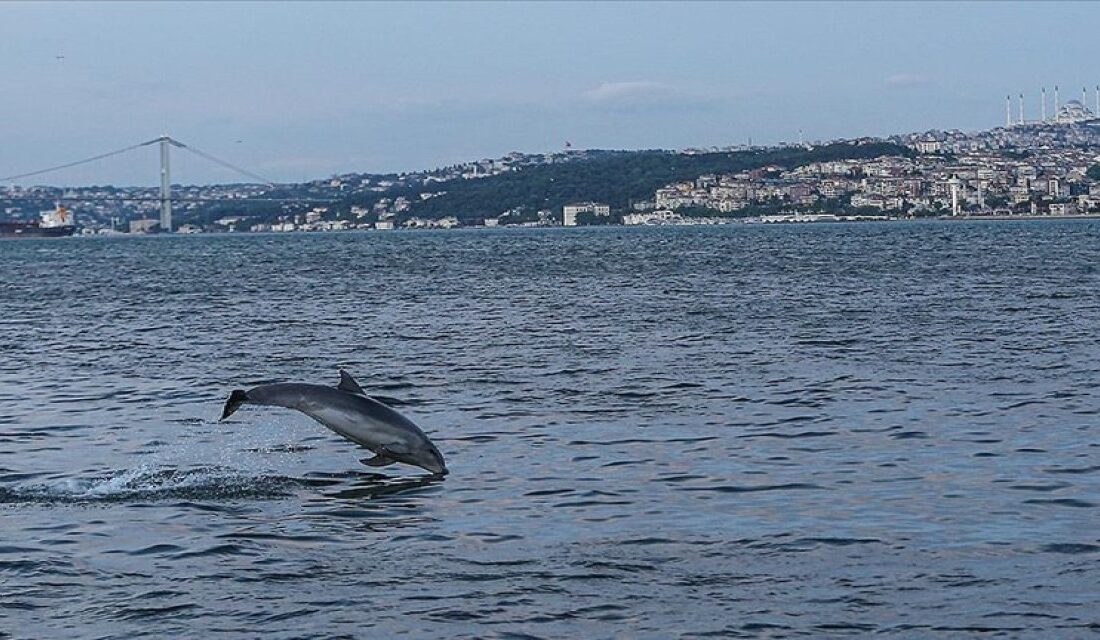 Deniz Memelileri Araştırma Derneği’nin (DMAD) çalışmalarında, İstanbul Boğazı’nda çok görülen