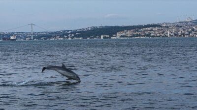 Deniz Memelileri Araştırma Derneği’nin (DMAD) çalışmalarında, İstanbul Boğazı’nda çok görülen