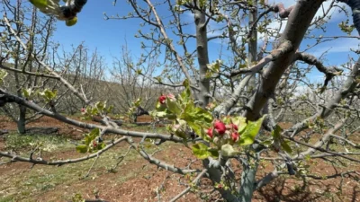 Bakan Yumaklı duyurdu Tarım ve Orman Bakanı İbrahim Yumaklı, geçtiğimiz