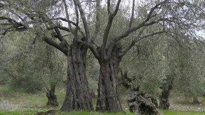 AKP tarafından Meclis’e sunulan torba yasa teklifinde, Muğla’daki zeytinlik alanların