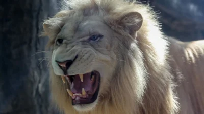 Safari kabusu… Namibya’da doğa tutkunlarının uğrak noktası olan bir safari