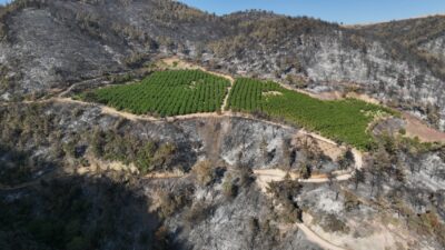 İşte o bahçenin sırrı! Bursa’nın Gürsu ilçesindeki orman yangınında 100