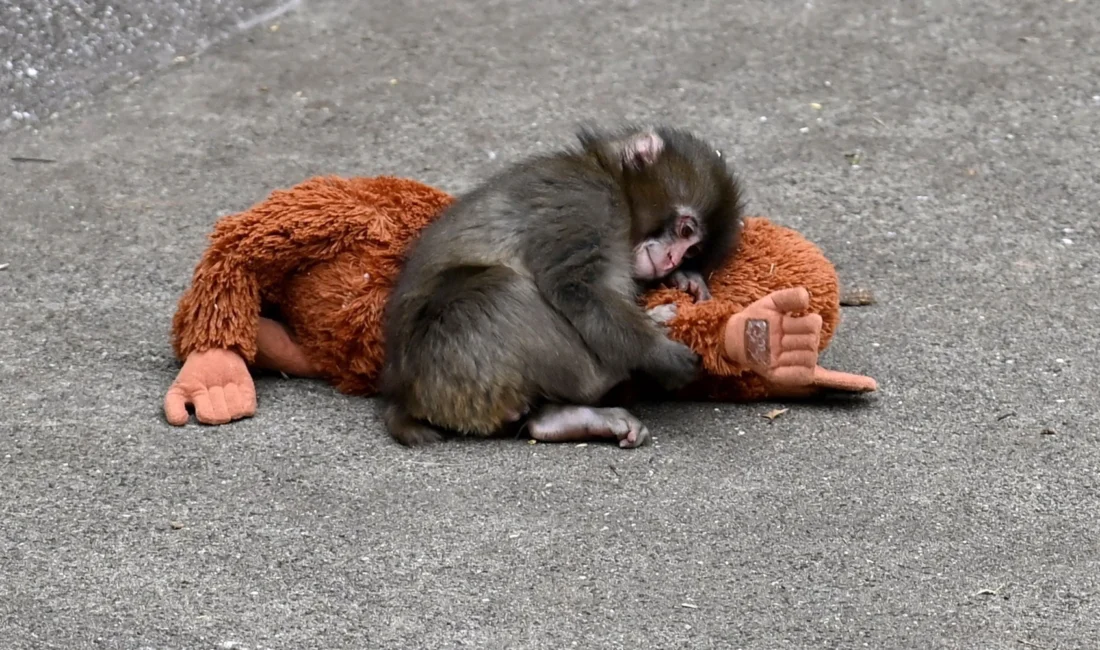 Annesi tarafından terk edilen altı aylık makak yavrusu Punch, sosyal