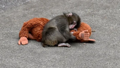 Annesi tarafından terk edilen altı aylık makak yavrusu Punch, sosyal