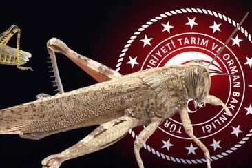 İstanbul ve çevre illerde çekirge istilası yaşandığı yönündeki iddialar üzerine