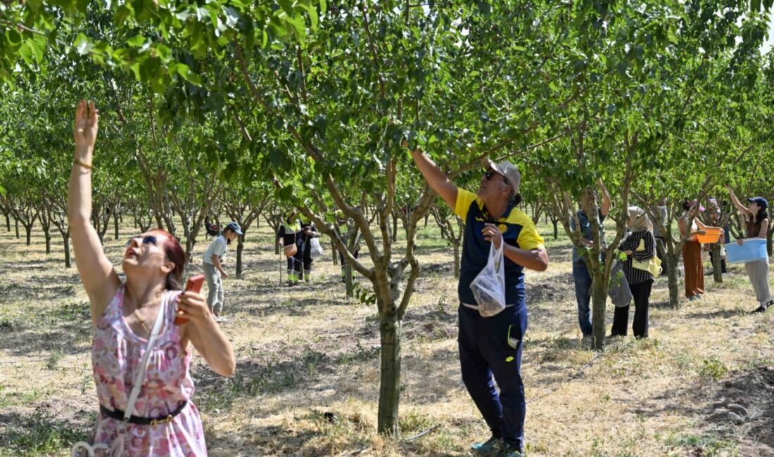 Ankara Büyükşehir Belediyesi tarafından ATA Çiftliği’nde düzenlenen Hasat Şenliği, Başkentlileri