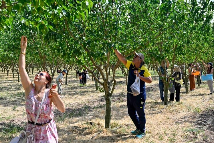 Ankara Büyükşehir Belediyesi tarafından ATA Çiftliği’nde düzenlenen Hasat Şenliği, Başkentlileri