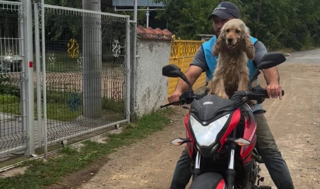 Düzce’de sahibine olan bağlılığıyla dikkat çeken bir köpek, motosiklet yolculuklarında