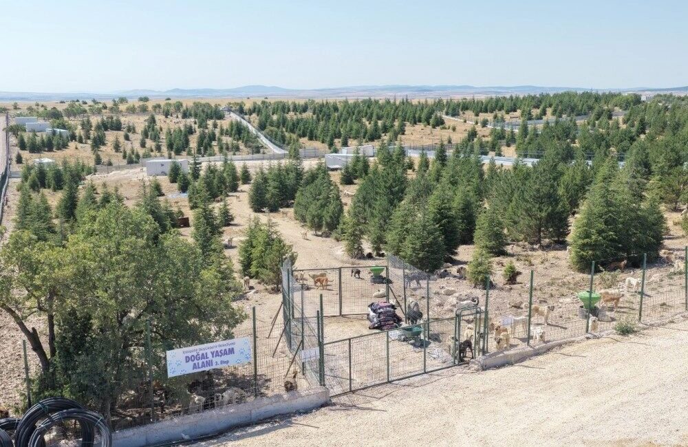 Eskişehir Büyükşehir Belediyesi, sahipsiz hayvanların güvenli, sağlıklı ve doğal bir