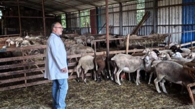 Kocaeli Büyükşehir Belediyesi, hayvancılık alanında hayata geçirdiği projelerle üreticiye sadece