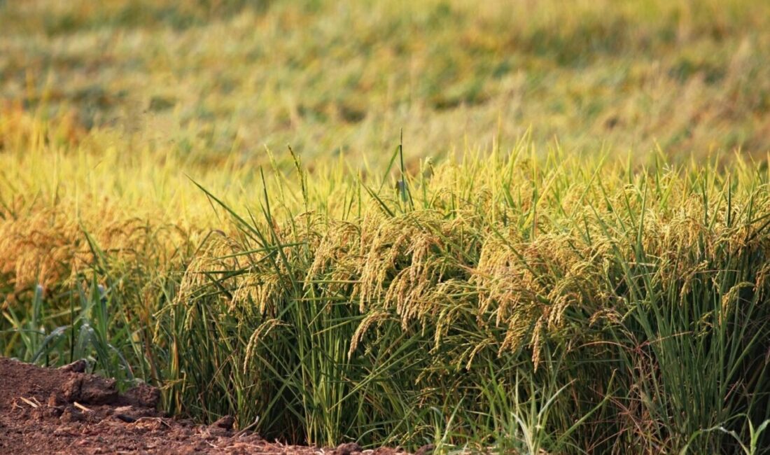 Doğal olarak glutensiz yapısı, karbonhidrat içeriği ve farklı tariflere kolaylıkla