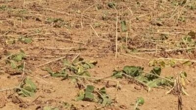 Keşan'a bağlı Çamlıca Köyü'nde tarımsal üretim yapan çiftçiler, yaban domuzlarının