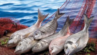 Dünya sofralarının üç öğün protein ihtiyacını karşılayan Ege Su Ürünleri