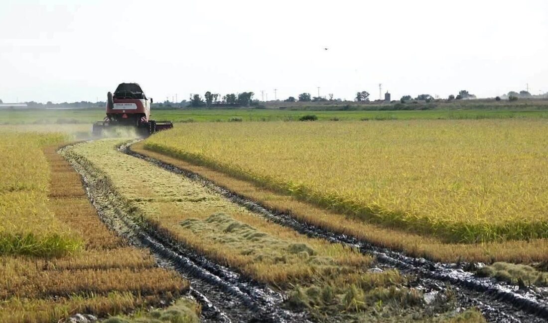 Türkiye’nin önemli çeltik üretim merkezlerinden Edirne’nin İpsala ilçesinde 2026 yılı