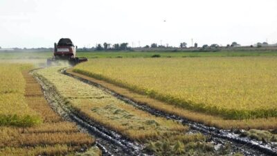 Türkiye’nin önemli çeltik üretim merkezlerinden Edirne’nin İpsala ilçesinde 2026 yılı
