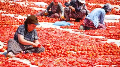 İzmir Büyükşehir Belediyesi, Torbalı’nın kuru domates üreticileri ve tarım işçilerini