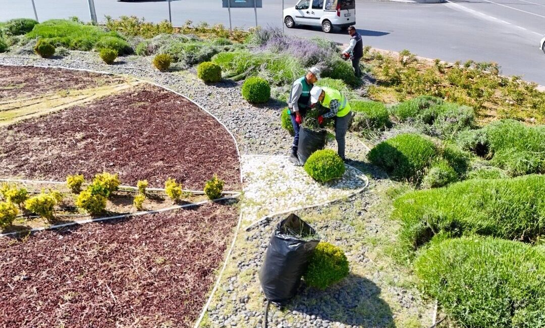 Kayseri Büyükşehir Belediyesi'nin parklar, bulvarlar ve millet bahçesinde yetiştirdiği yaklaşık