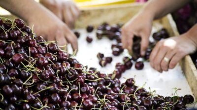 Türkiye, kiraz ihracatında 2025 yılındaki iklim krizi kaynaklı ihracat kayıplarının