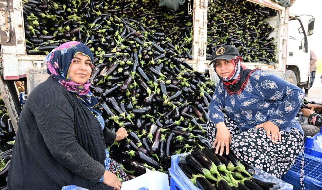 Manisa’da geçtiğimiz kış yaşanan yoğun yağışlar ve sel nedeniyle tarım