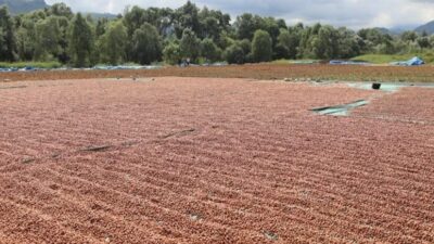 ORTAR A.Ş. öncülüğünde yaklaşık 1000 dönüm bahçede fındık hasadını sürdüren