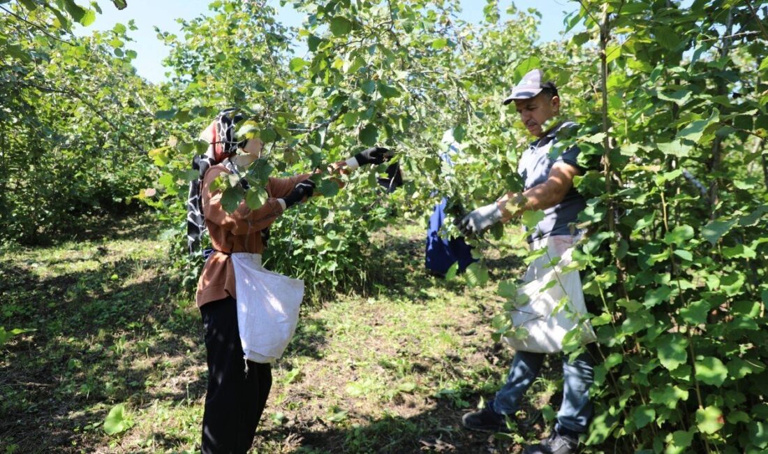 Ordu Büyükşehir Belediyesi tarafından fındık hasat döneminde üreticilerin işçi teminine