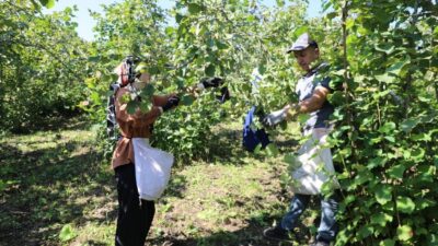 Ordu Büyükşehir Belediyesi tarafından fındık hasat döneminde üreticilerin işçi teminine