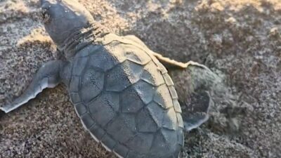 Adana Akyatan’da deniz kaplumbağalarının kuluçka ve denize ulaşma süreci titizlikle