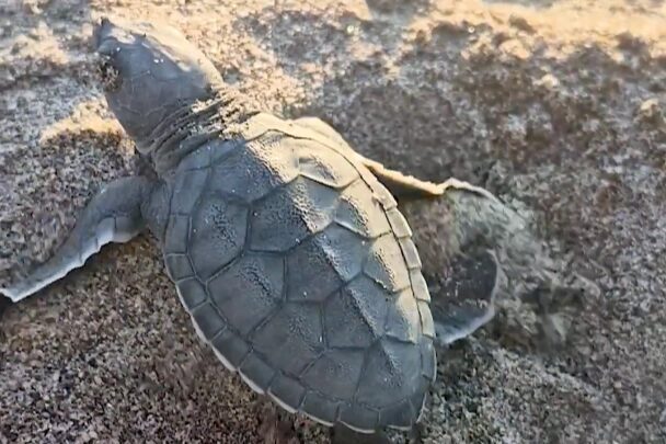 Adana Akyatan’da deniz kaplumbağalarının kuluçka ve denize ulaşma süreci titizlikle