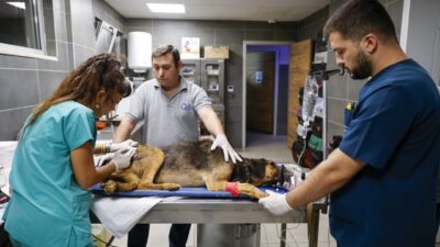 Antalya’nın Aksu ilçesi Karaöz Mahallesi’nde çıkan orman yangını, ağaçlar ve
