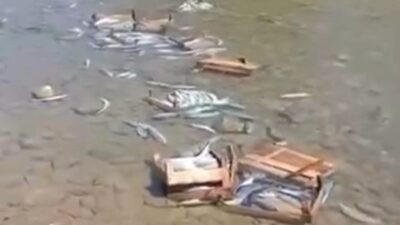 Düzce'nin Akçakoca ilçesindeki Cuma Yanı Mesire Alanı'nda çok sayıda palamutun