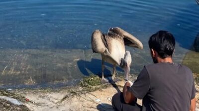 Göç yolculuğu sırasında yorgun düşerek Mudanya’ya gelen pelikan, Mudanya Belediyesi