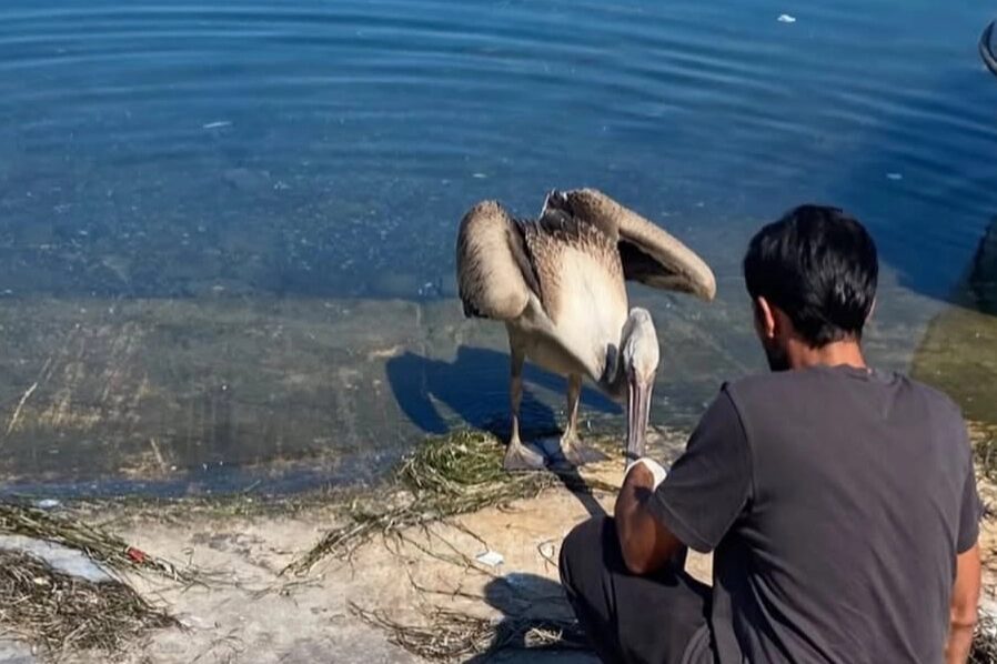 Göç yolculuğu sırasında yorgun düşerek Mudanya’ya gelen pelikan, Mudanya Belediyesi