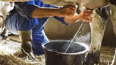 TÜİK verilerine göre Temmuz ayında toplanan inek sütü miktarı yıllık