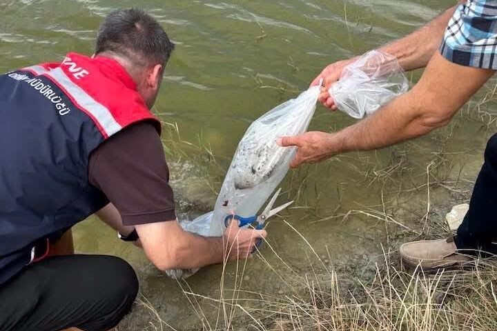 Edirne’nin İpsala ilçesine bağlı Aliçopehlivan Köyü'ndeki gölet, su ürünleri popülasyonunun