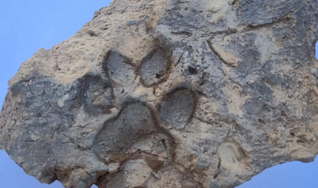 Kültür ve Turizm Bakanı Mehmet Nuri Ersoy, Kütahya’daki Tavşanlı Höyük