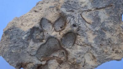 Kültür ve Turizm Bakanı Mehmet Nuri Ersoy, Kütahya’daki Tavşanlı Höyük