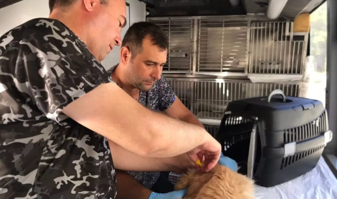 Balıkesir Büyükşehir Belediyesi’nin Can Dost Yerinde Hayvan Bakım ve Tedavi