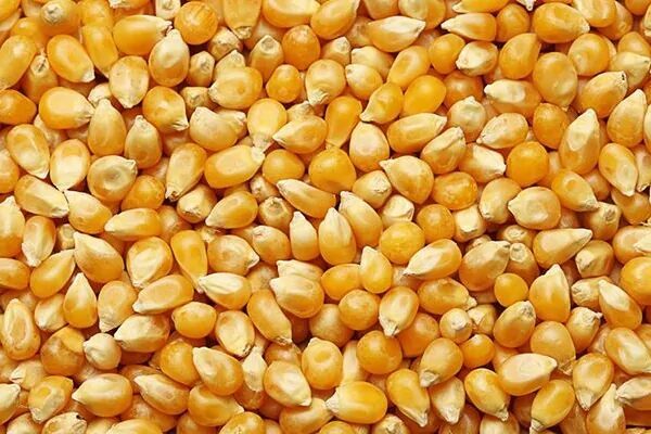 TİGEM Dalaman Tarım İşletmesi Müdürlüğü, 2026 yılı üretimi 1.400 ton