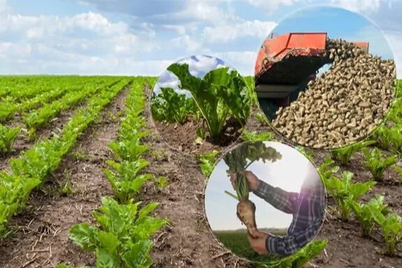 TÜRKŞEKER’in 2026-2027 üretim yılı için şeker pancarı alım fiyatı kota