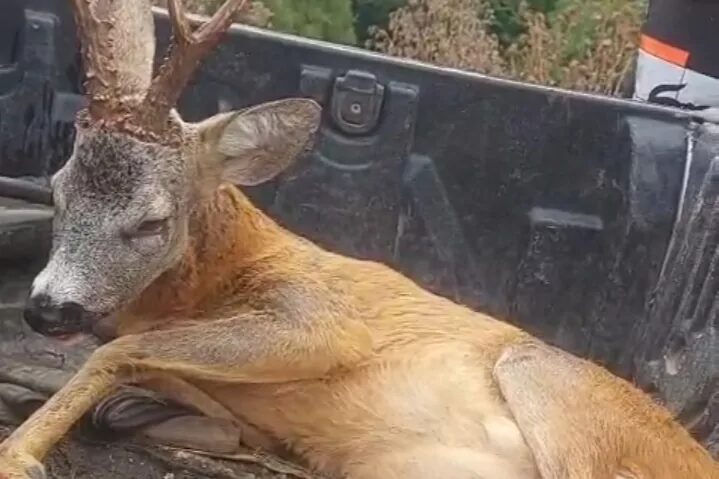 Bolu Mudurnu yolu üzerindeki Akkayalar mevkisinde yaralı ceylan bulan Özcan