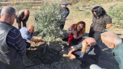 Eskişehir Büyükşehir Belediyesi, Orta Sakarya Vadisi’nde zeytinciliğin geliştirilmesi ve üreticilerin